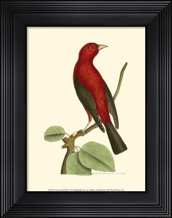 Framed Crimson Birds III Print