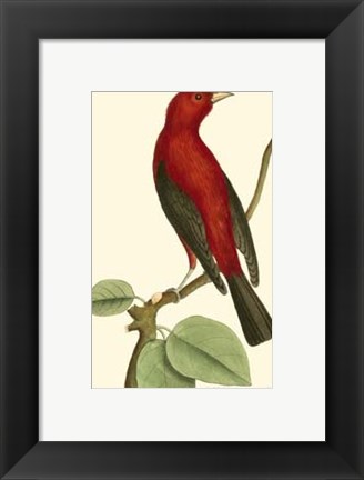 Framed Crimson Birds III Print