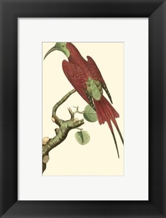 Framed Crimson Birds IV Print