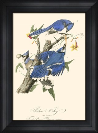 Framed Audubon Blue Jays Print