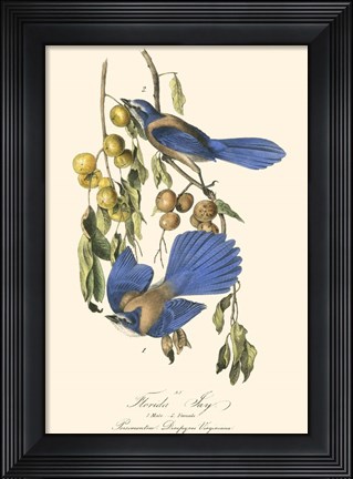 Framed Audubon Florida Jays Print