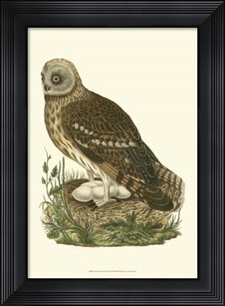 Framed Nozeman Owls I Print