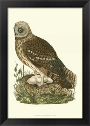 Framed Nozeman Owls I Print