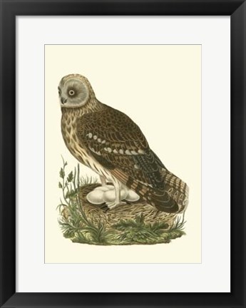 Framed Nozeman Owls I Print