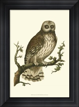 Framed Nozeman Owls II Print