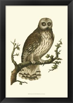 Framed Nozeman Owls II Print
