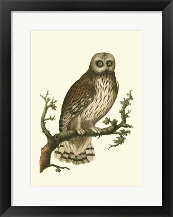 Framed Nozeman Owls II Print