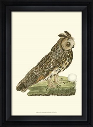 Framed Nozeman Owls III Print