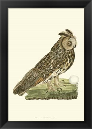 Framed Nozeman Owls III Print