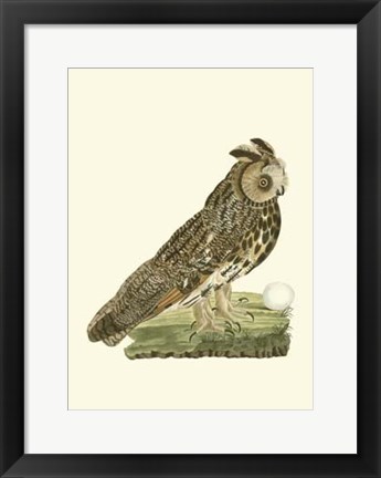 Framed Nozeman Owls III Print
