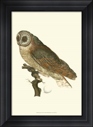 Framed Nozeman Owls IV Print
