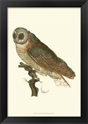 Framed Nozeman Owls IV Print
