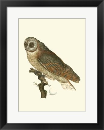 Framed Nozeman Owls IV Print