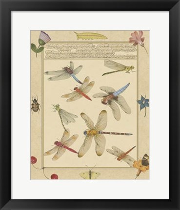 Framed Dragonfly Manuscript IV Print