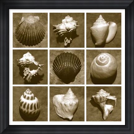 Framed Shell Sampler Print