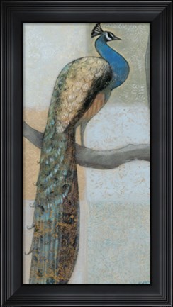 Framed Resting Peacock I Print