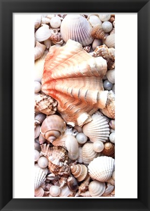 Framed Shell Menagerie I Print