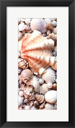 Framed Shell Menagerie I Print