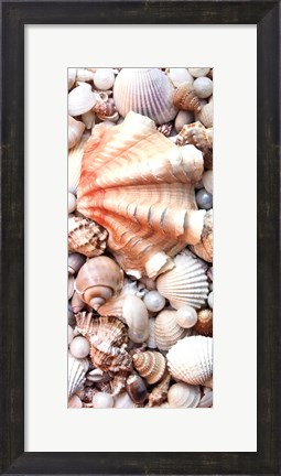 Framed Shell Menagerie I Print