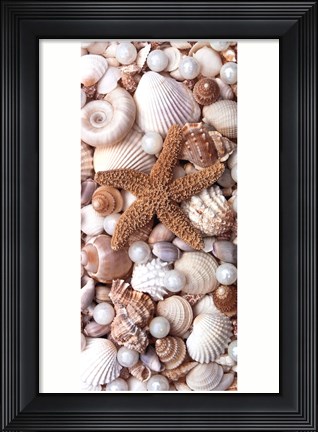 Framed Shell Menagerie II Print