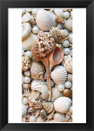 Framed Shell Menagerie III Print