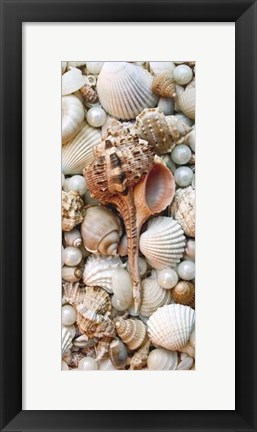Framed Shell Menagerie III Print