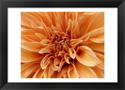 Framed Graphic Dahlia I Print