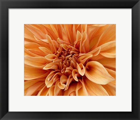 Framed Graphic Dahlia I Print