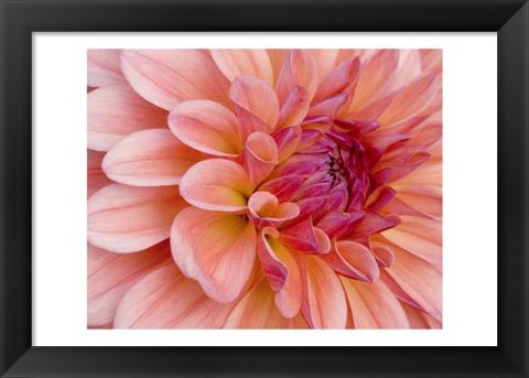 Framed Graphic Dahlia II Print