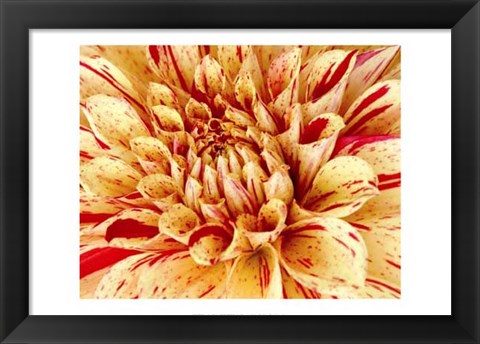 Framed Graphic Dahlia III Print