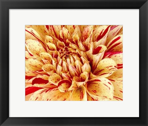 Framed Graphic Dahlia III Print