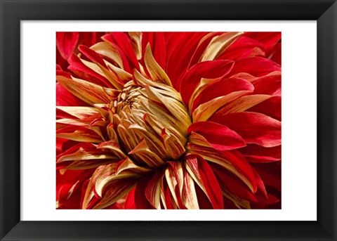 Framed Graphic Dahlia IV Print