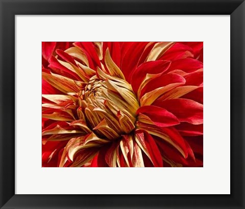 Framed Graphic Dahlia IV Print