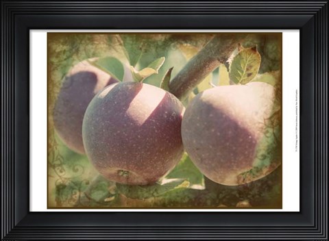 Framed Vintage Apples I Print