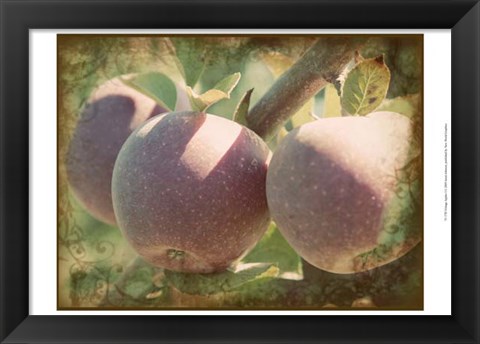 Framed Vintage Apples I Print