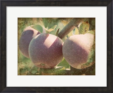 Framed Vintage Apples I Print