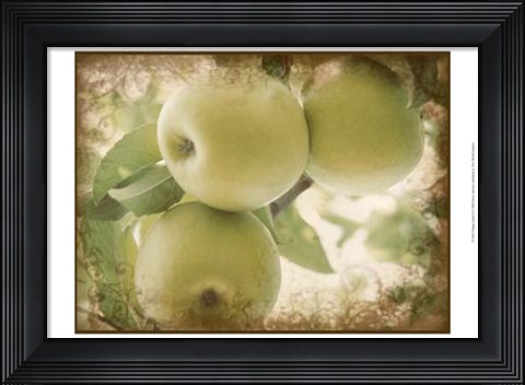 Framed Vintage Apples II Print