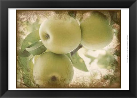 Framed Vintage Apples II Print