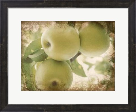 Framed Vintage Apples II Print