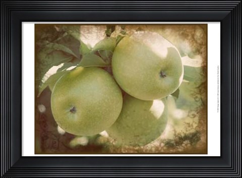 Framed Vintage Apples III Print