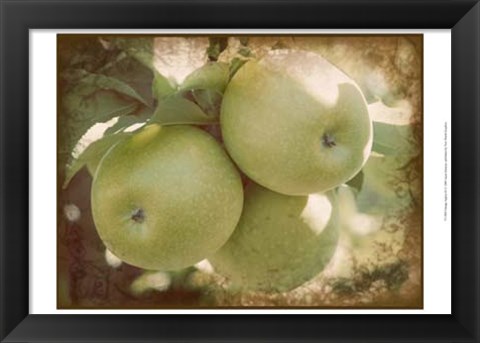 Framed Vintage Apples III Print