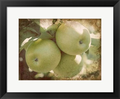 Framed Vintage Apples III Print