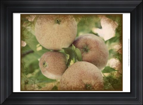 Framed Vintage Apples IV Print