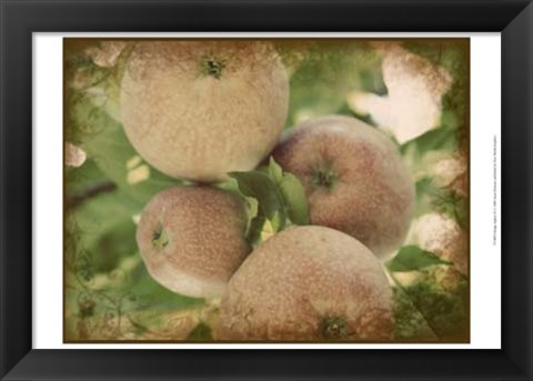 Framed Vintage Apples IV Print