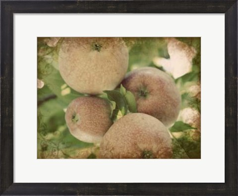 Framed Vintage Apples IV Print