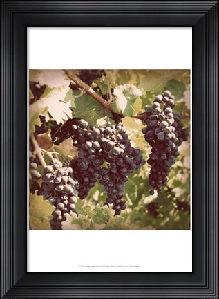 Framed Vintage Grape Vines I Print