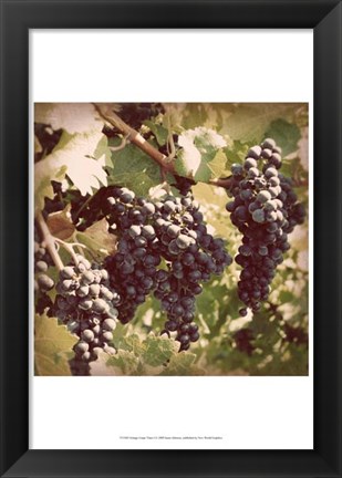 Framed Vintage Grape Vines I Print