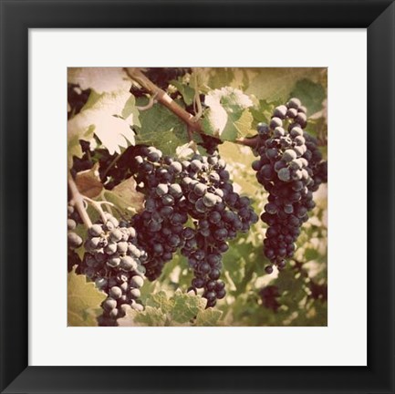 Framed Vintage Grape Vines I Print