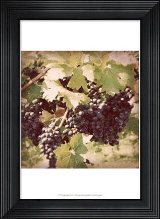 Framed Vintage Grape Vines II Print