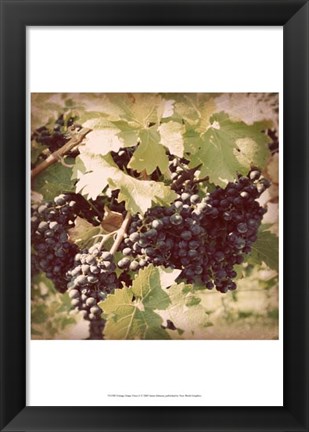 Framed Vintage Grape Vines II Print